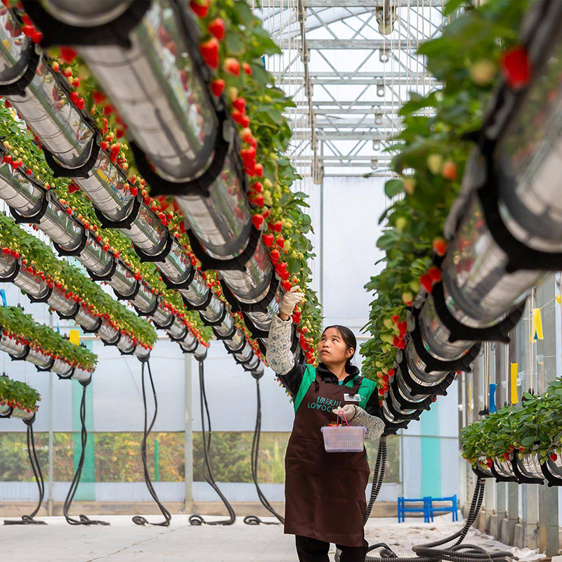 百色市水培蔬菜空中草莓 - 价格