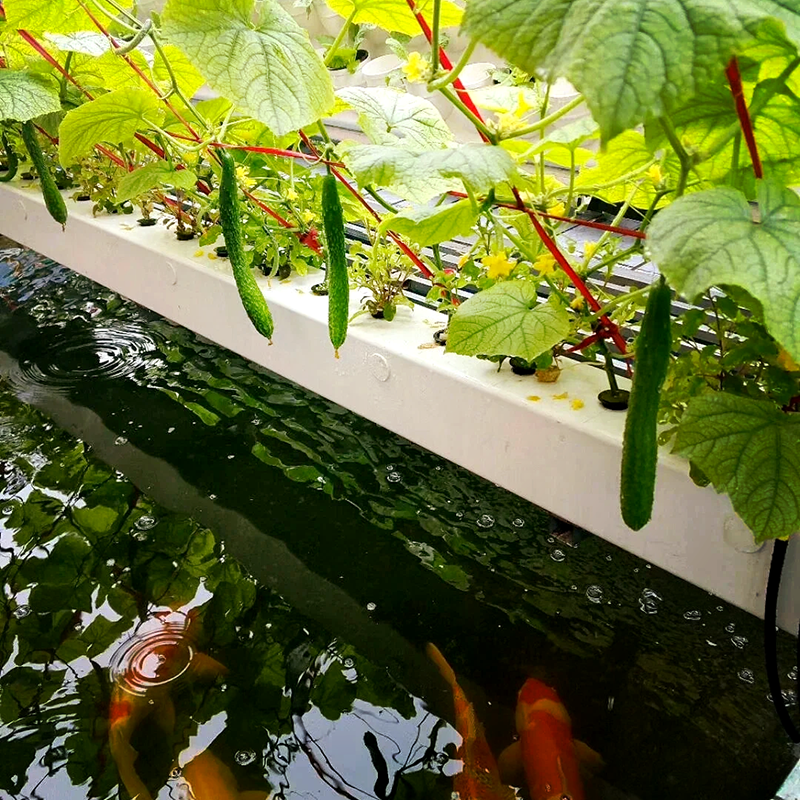 百色市无土栽培鱼菜共生 - 哪里好